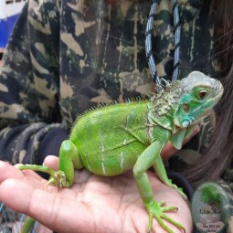 Yogita with iguana