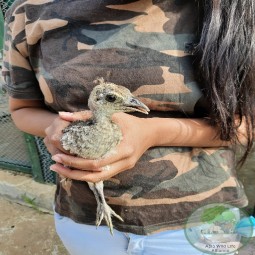 Laxmi with peockock