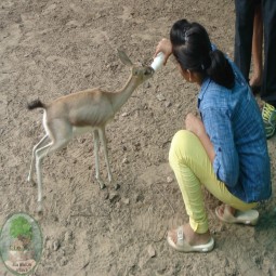 Laxmi with deer