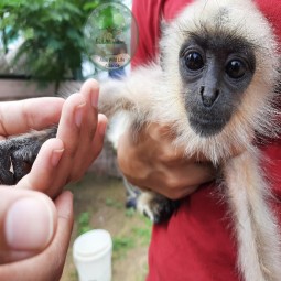 Laxmi with monkey