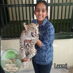 Laxmi with leopard