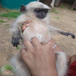 Laxmi with monkey