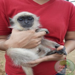 Laxmi with monkey