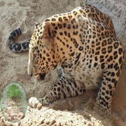 Leopard rescue