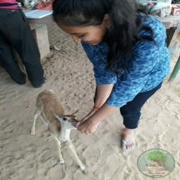 Laxmi with deer