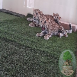 Leopard rescue